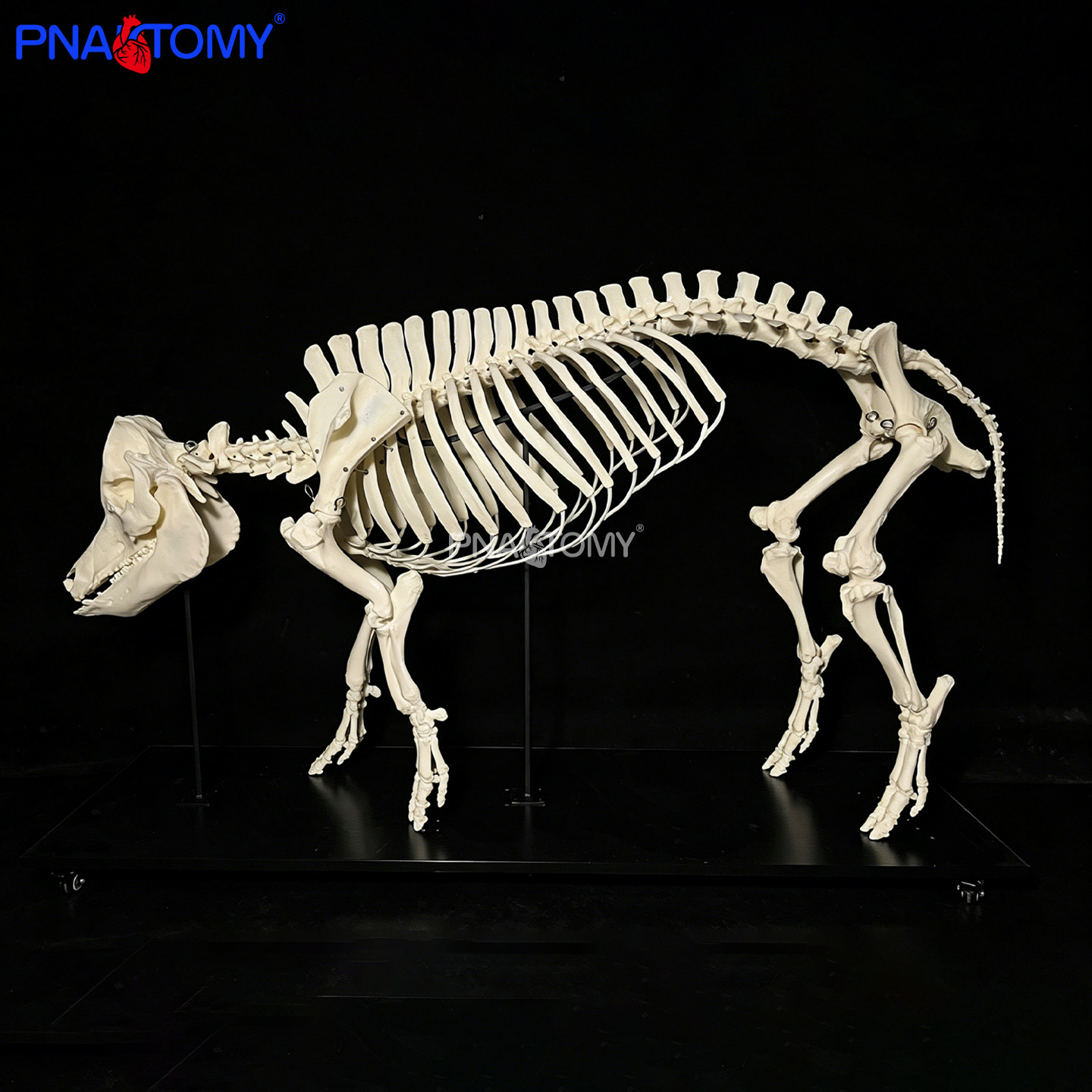 PNATOMY猪骨骼模型教学标本医学解剖学实验观察骨骼结构畜牧教具