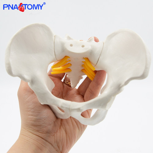 PNATOMY小型迷你人体骨盆模型