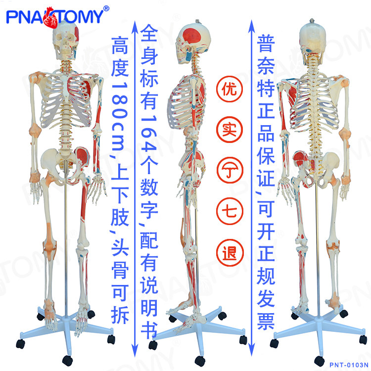 Pnatomy品牌直销180cm人体骨骼模型骷髅骨架标本附神经软肋骨医用