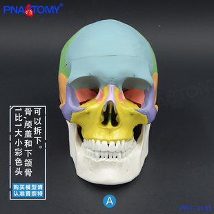 PNATOMY 1比1真人大小彩色头骨模型颅骨解剖医用整形美容口腔牙科