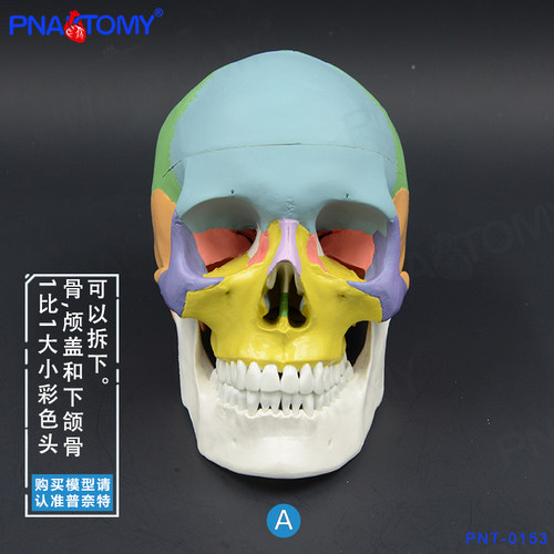 可拆头骨模型PNATOMY仿真解剖