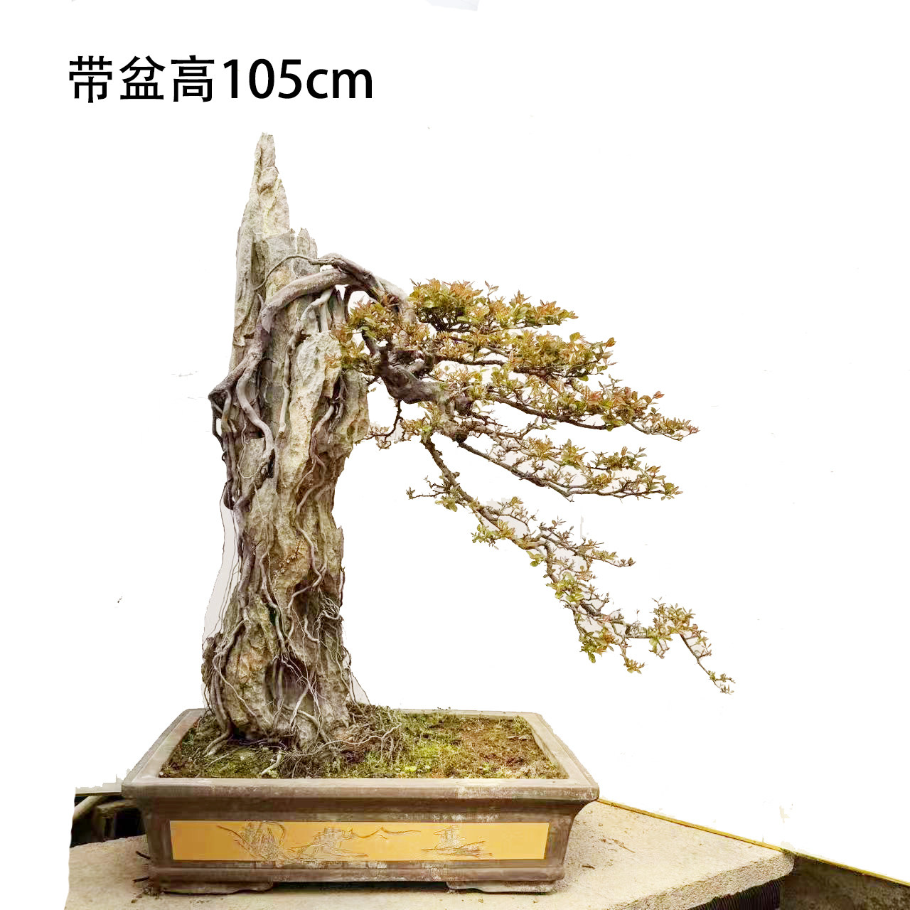 雀梅附石抱石盆景提根雀梅造型盆景