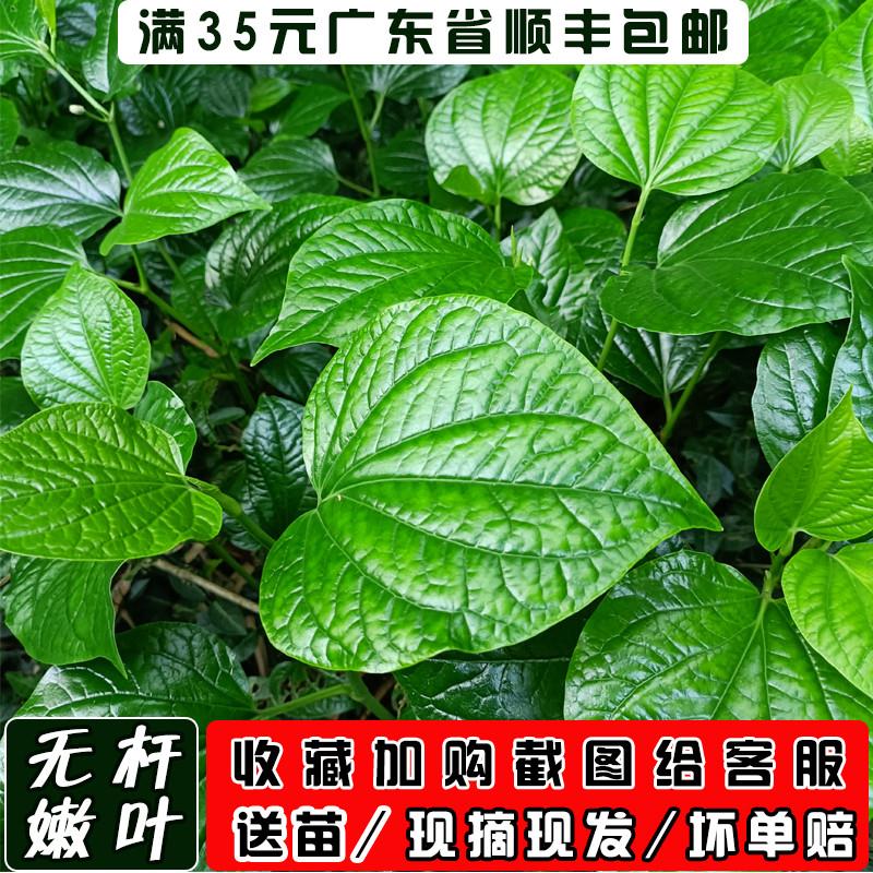 假娄叶新鲜哈喽叶蛤篓叶假蒌叶海南捞叶蛤蒌叶哈篓叶包粽子葛蒌叶