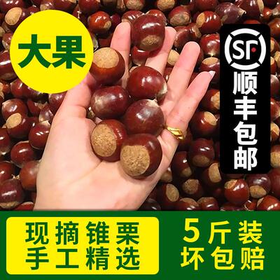 2023新鲜建瓯锥栗现摘福建野板栗生锥栗糖炒栗子5斤大果圆尖毛栗