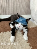 Hoiii Pet Denim очень занят ~ Немецкий кошачий рыбац