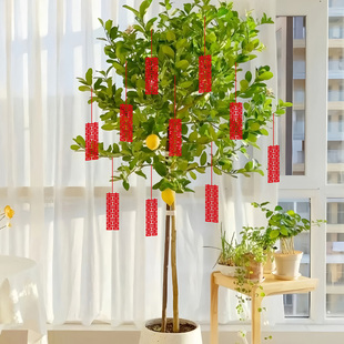 结婚喜字挂件绿植盆景小吊饰婚庆装饰用品大全喜庆婚礼必备装饰