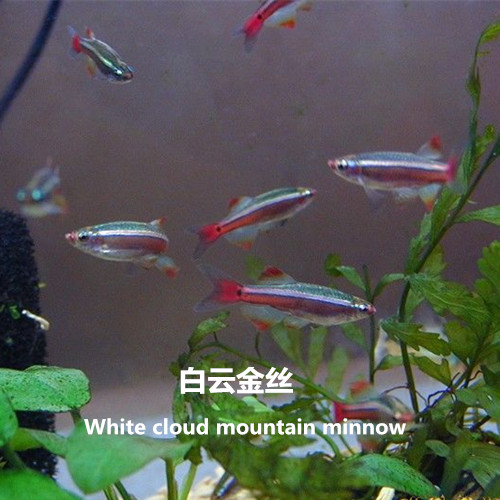 百鱼坊冷水鱼观赏鱼红尾鱼小型热带观赏鱼灯鱼活体包活