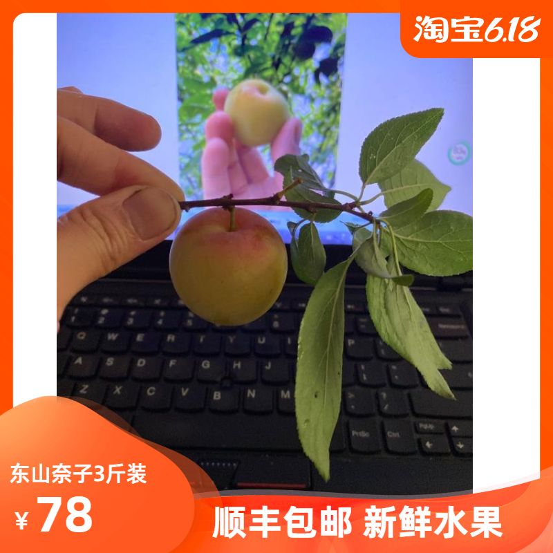 2024年见苏州东山特产柰子土李子新鲜时令水果暴汁超甜水润多汁