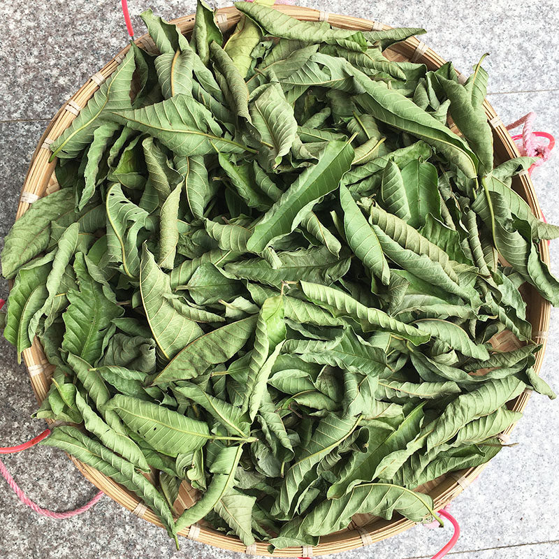 番石榴叶果干新鲜现摘红心番石榴茶叶子番桃叶晒干番桃叶泡水下糖