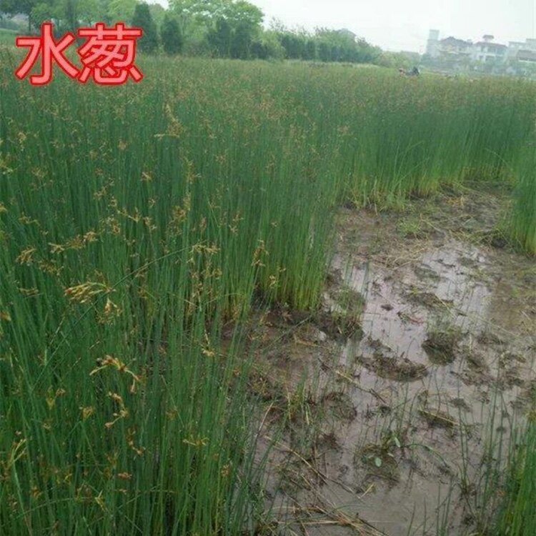 水葱种子水生植物草种四季播种易活挺水草籽耐寒多年生宿根花种图片
