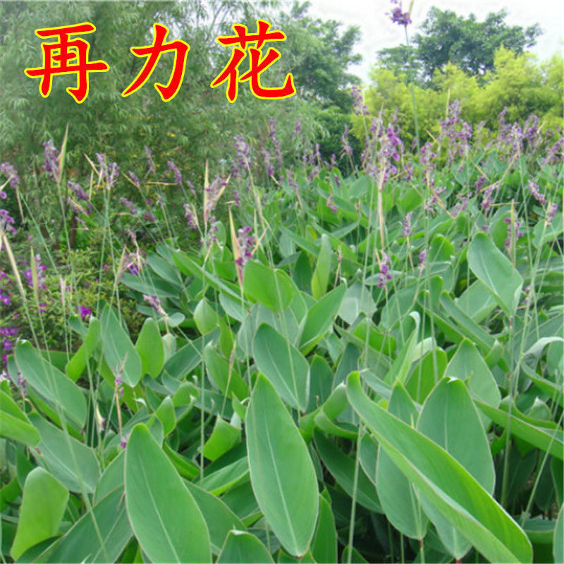 再力花种子水生植物花种四季播种易活耐寒多年生宿根花籽挺水植物图片