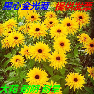 大花黑心菊花种子金光菊花籽四季播种易活耐寒多年生宿根花卉