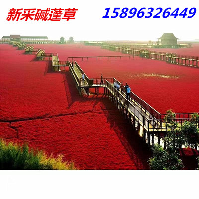 草种子治理荒地改良红色海滩碱蓬