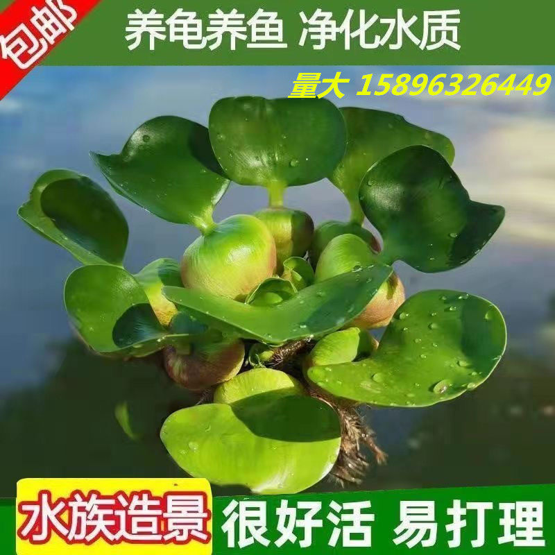 水葫芦水草净化水质鱼缸造景鱼塘水生水芙蓉苗荷花种藕睡莲根块