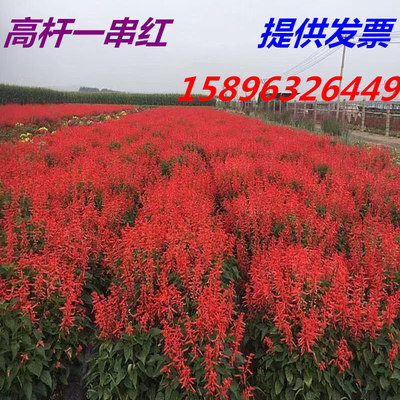 易活散装一串红春秋多年生花种子