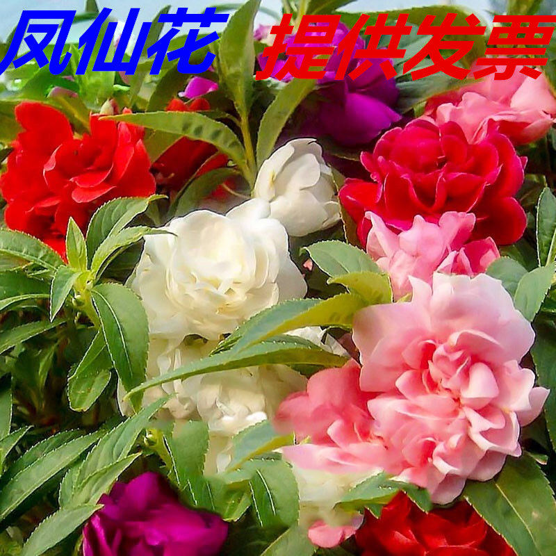 易活阳台耐寒多年生凤仙花种子