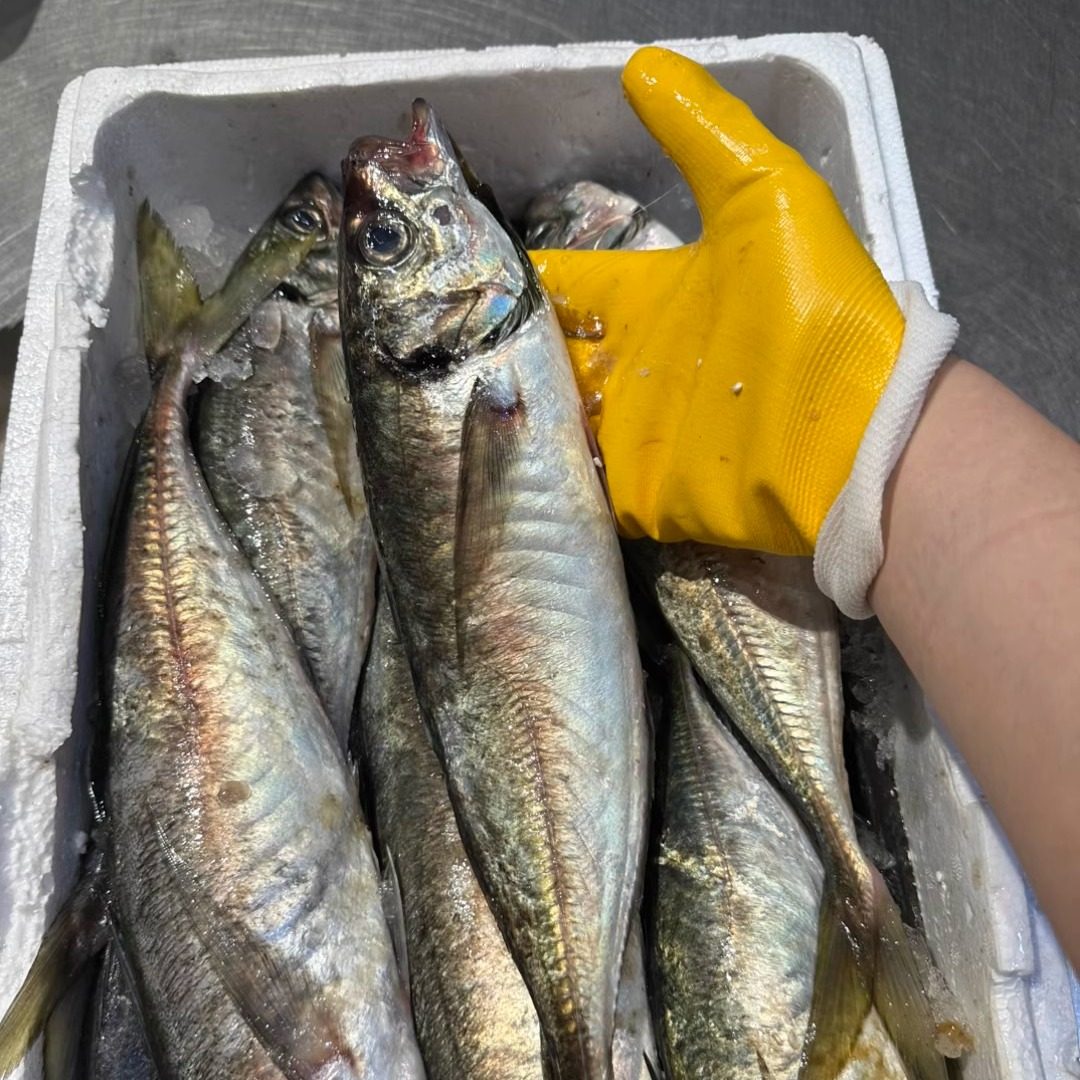 网潮舟山深海海钓青占鱼三棱鱼黄砖池鱼王 新鲜天然小竹荚鱼刺身