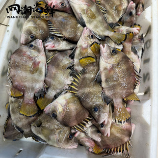 网潮 舟山ye生横纹髭鲷彩鲷鱼新鲜十六枚一斤2-3条 酱汁肉质鲜嫩