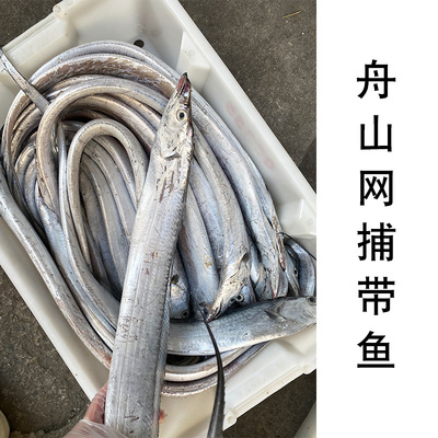 舟山东海网捕小眼睛带鱼肉质肥糯