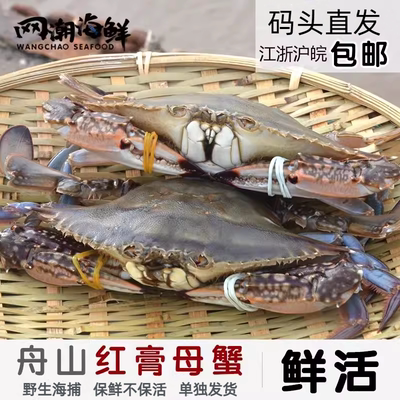 舟山鲜活野生红膏蟹码头直发螃蟹