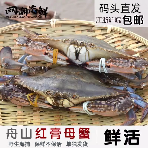 舟山鲜活野生红膏蟹码头直发螃蟹
