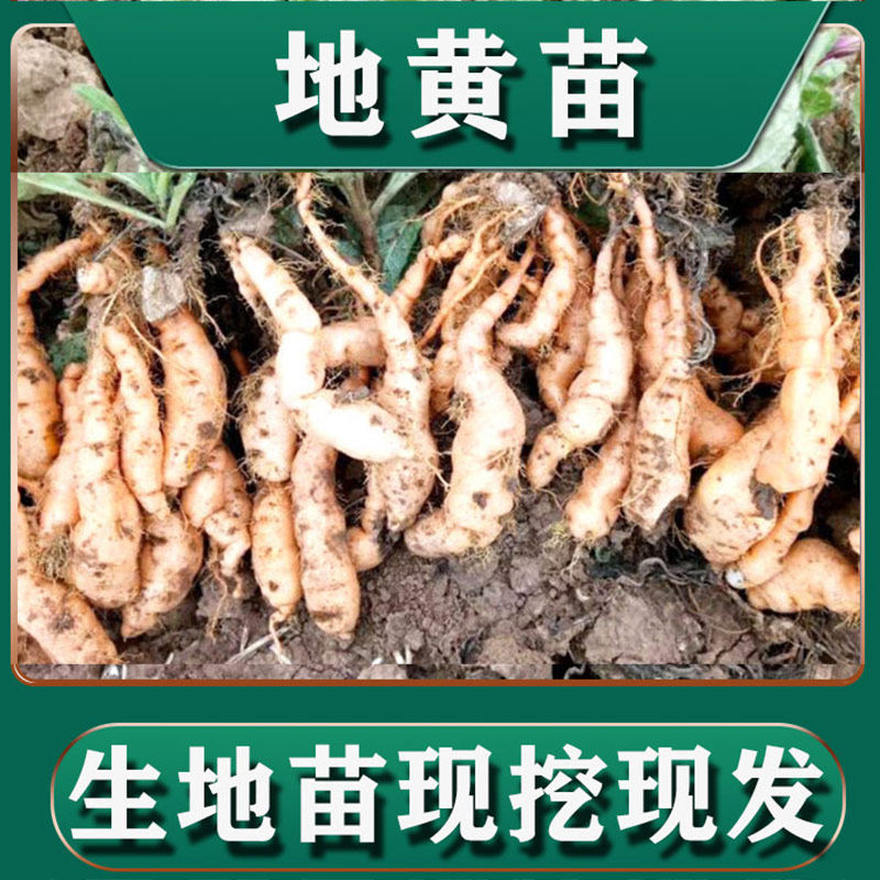 地黄种籽新鲜中药材怀地黄苗2026现挖现发中草药种植秧苗品种纯正