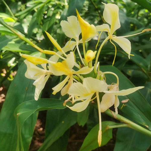 黄姜花姜花室外秋冬花香四溢