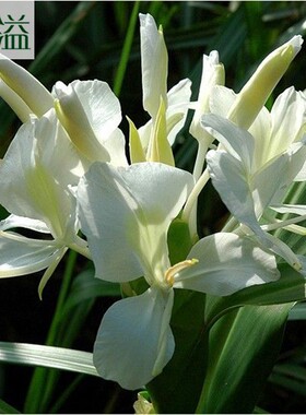 白姜花种块 野姜花苗 夜寒苏种球  黄色姜花苗 蝴蝶花种 盆栽地栽