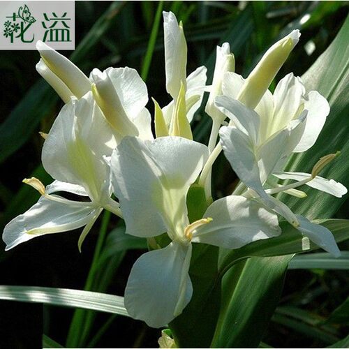 姜花黄色白色姜花种块花香四溢