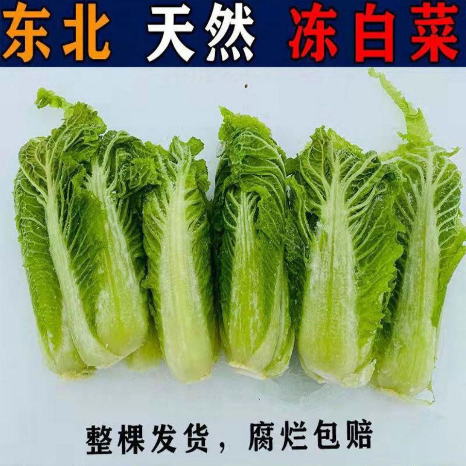 东北冻白菜趴了颗整棵
