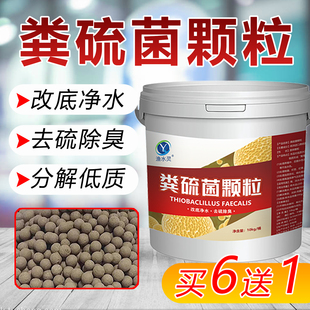 粪硫菌颗粒水产养殖专用生物改底王净化水质除黑除臭分解底泥增氧
