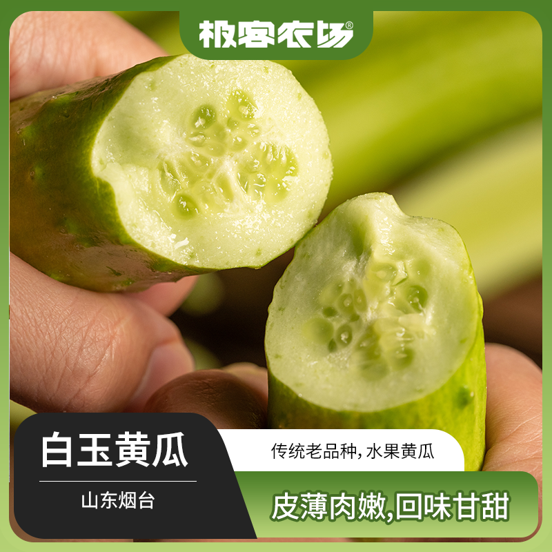 正宗海阳白玉黄瓜  山东烟台水果黄瓜  生吃小黄瓜白黄瓜