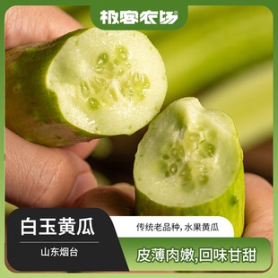 正宗海阳白玉黄瓜  山东烟台水果黄瓜  生吃小黄瓜白黄瓜