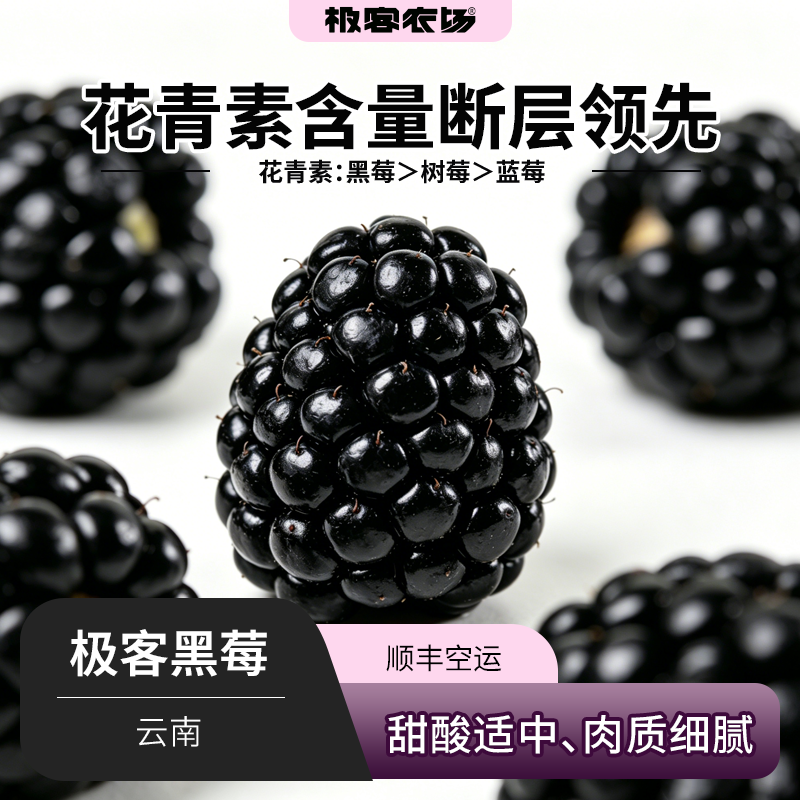 极客黑莓丨云南产区 树熟采摘 酸甜适中 籽感微弱 富含花青素 SF