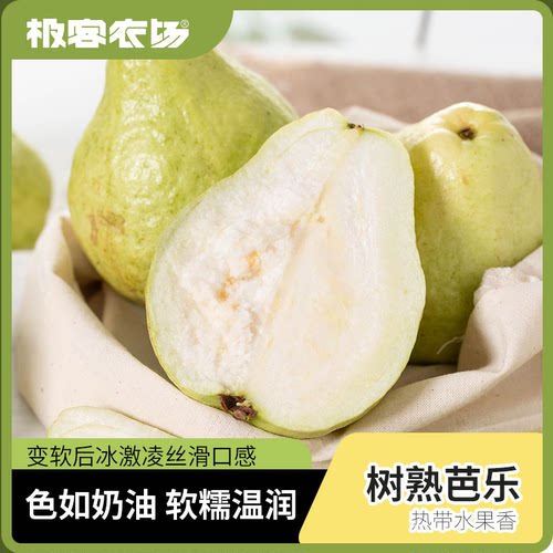 树熟芭乐 | 台湾脆芭乐软硬都好吃 奶油芭乐软糯细腻 奶油般绵密