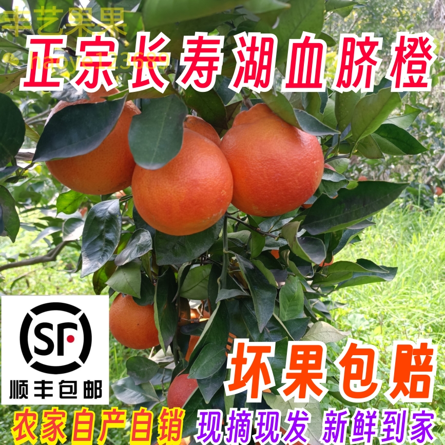 正宗重庆长寿湖血橙新鲜当季水果