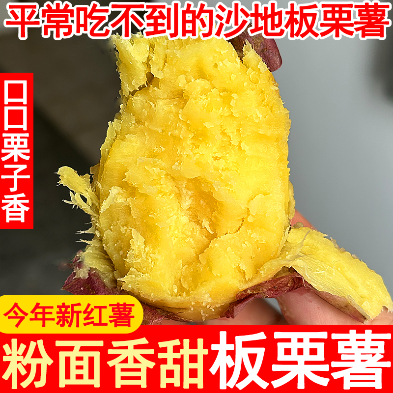 现挖陕西临潼板栗薯黄心番薯