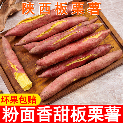 现挖陕西临潼板栗薯粉面香甜