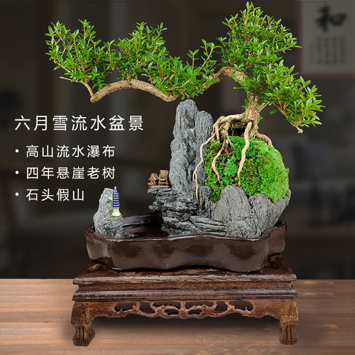 流水版六月雪老桩盆景