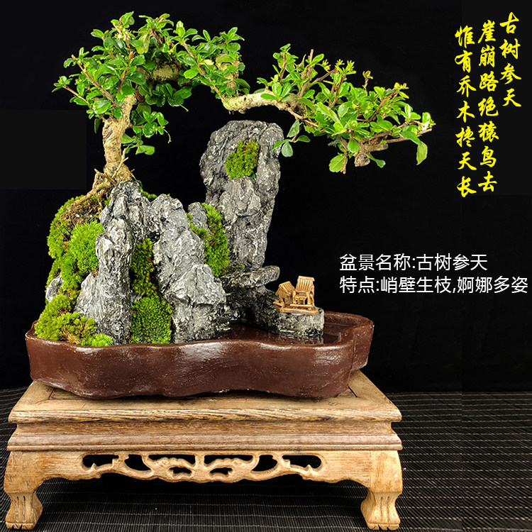 悬崖老树桩福建茶盆景植物室内小型盆栽山水绿植造型阳台客厅花卉