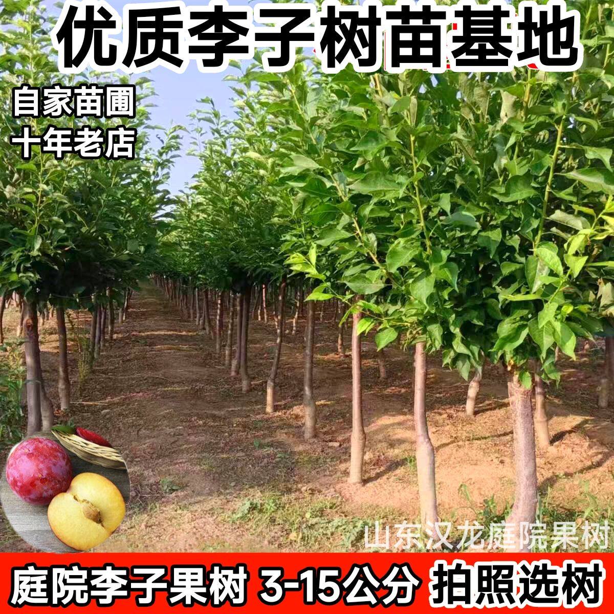 蜂糖李子树苗嫁接特大晚熟青脆黑李西梅苗李子苗南北方种果树果苗