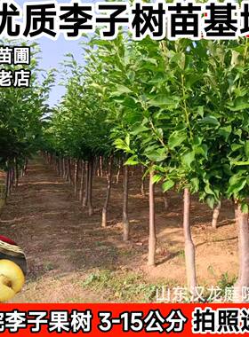 李子树苗当年结果树喜阳喜水