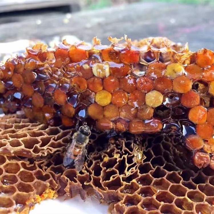 蜂场蜂蜜 新蜜 野生百花蜜 1斤装|msdalam kategori makanan berkhasiat tradisional, madu - dari Buy2taobao.com untuk memberikan perkhidmatan ejen Taobao profesional membeli