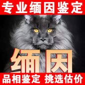 缅因猫猫狗品相鉴定师品种鉴别挑选银虎凯米尔色棕虎大脚缅因鉴定