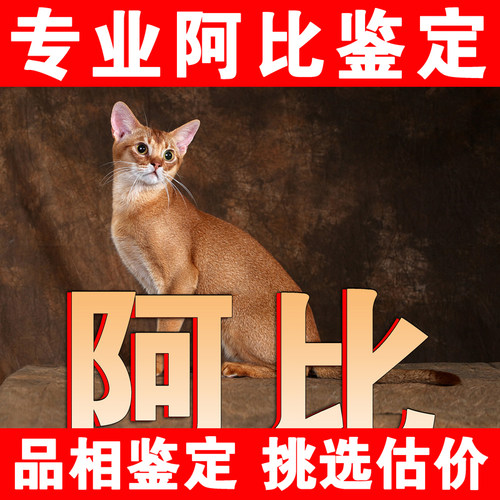 【阿比鉴定】24H鉴定1V1●不卖猫