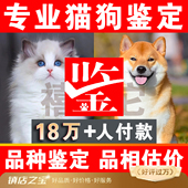 宠物鉴定咨询猫狗品相鉴定猫咪鉴猫猫咪鉴定布偶猫鉴定狗边牧鉴定