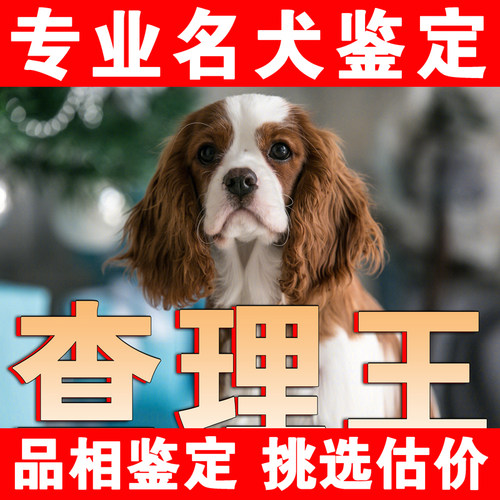 【查理王鉴】24H鉴定1V1●不卖狗
