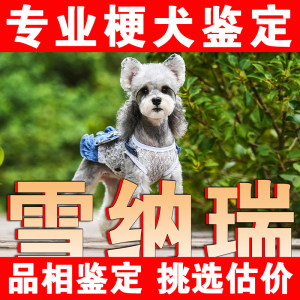 雪纳瑞犬狗品相鉴定品种鉴别挑选迷你椒盐色梦幻色黑银雪纳瑞鉴定