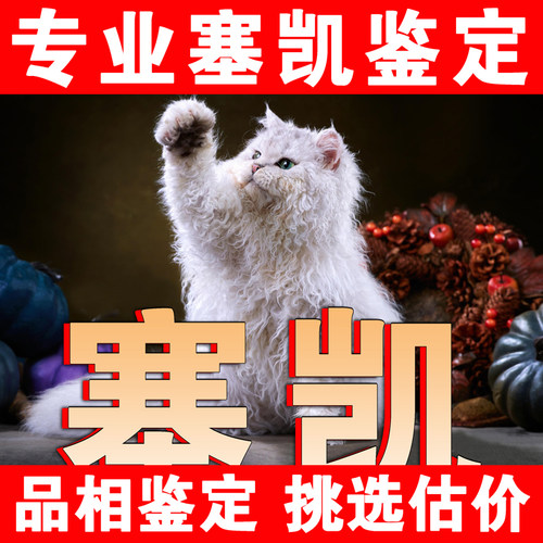 【塞凯鉴定】1V1纯鉴定●不卖猫