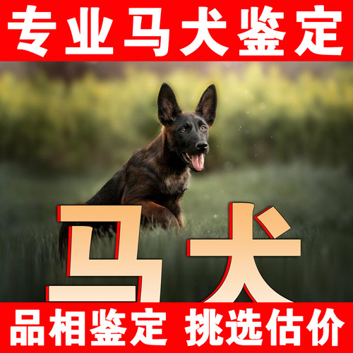【马犬鉴定】24H鉴定1V1●不卖狗